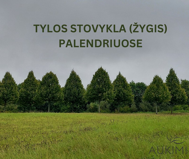 20250829-31_tyla_palendriai.jpg (171 KB)